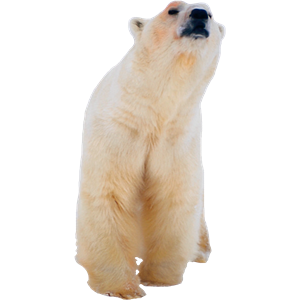 Polar white bear PNG-23515